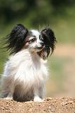 EPAGNEUL PAPILLON 168